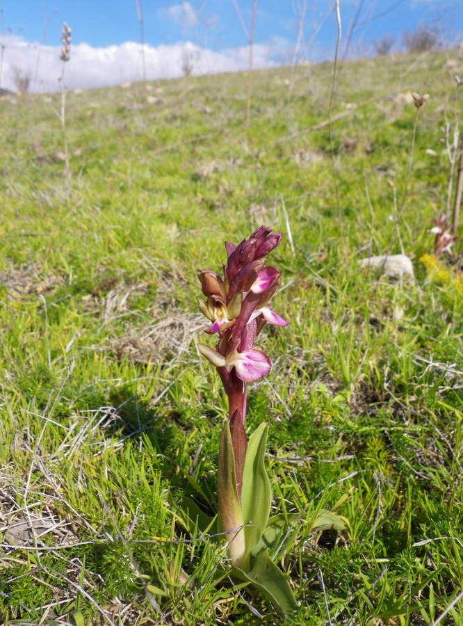 Ecco i primi fiori di Anacamptis collina, Sicilia.